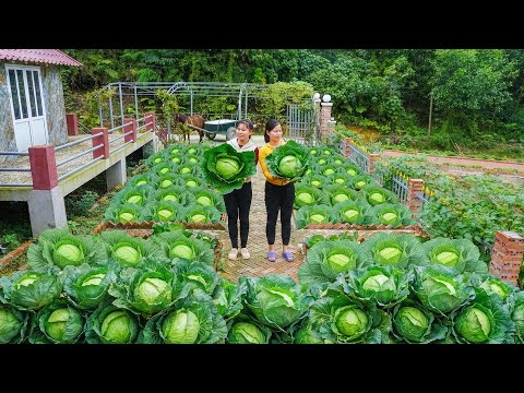 Harvesting Cabbage From The Garden To Sell For Ly Tieu Toan, Till the Soil And Grow New Vegetables