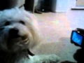 Angel Barking At Youtube Dog