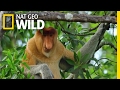 Proboscis Monkeys Jump Around Paradise Islands