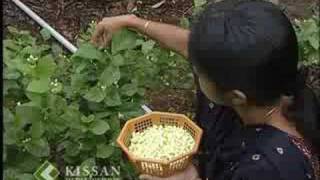 Jasmine cultivation : കുറ്റിമുല്ല കൃഷി