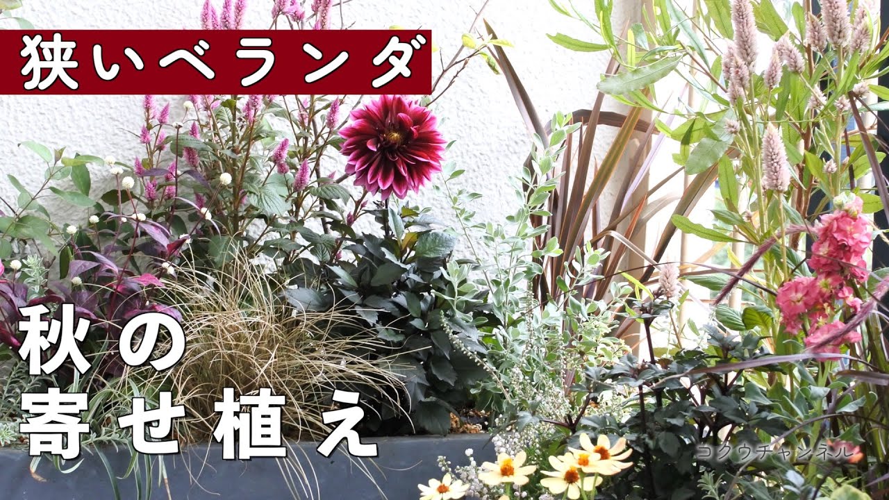 【狭いベランダガーデニング】秋の草花の寄せ植えアイディア／狭いけれど心は広がる。秋のベランダガーデン【50代シングル】#213