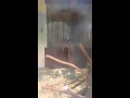 Mossa The Fossa