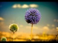 Mihai Volontir - Viata asta.wmv 