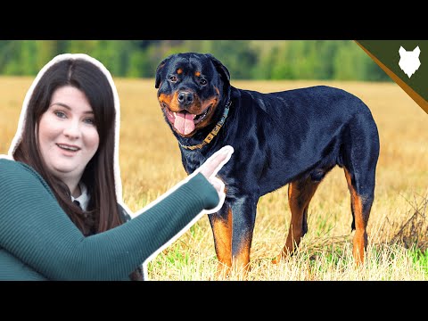ARE ROTTWEILER GOOD FOR FIRST TIME OWNERS