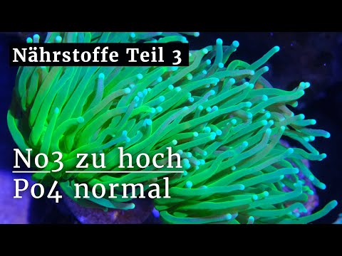 Nährstoffe im Riffaquarium Teil 3: Was tun, wenn nur Nitrat erhöht ist?