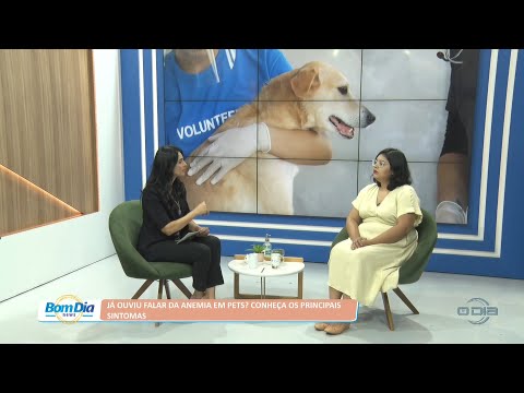 Já ouviu falar da anemia em pets? Conheça os principais sintomas 15 08 2022