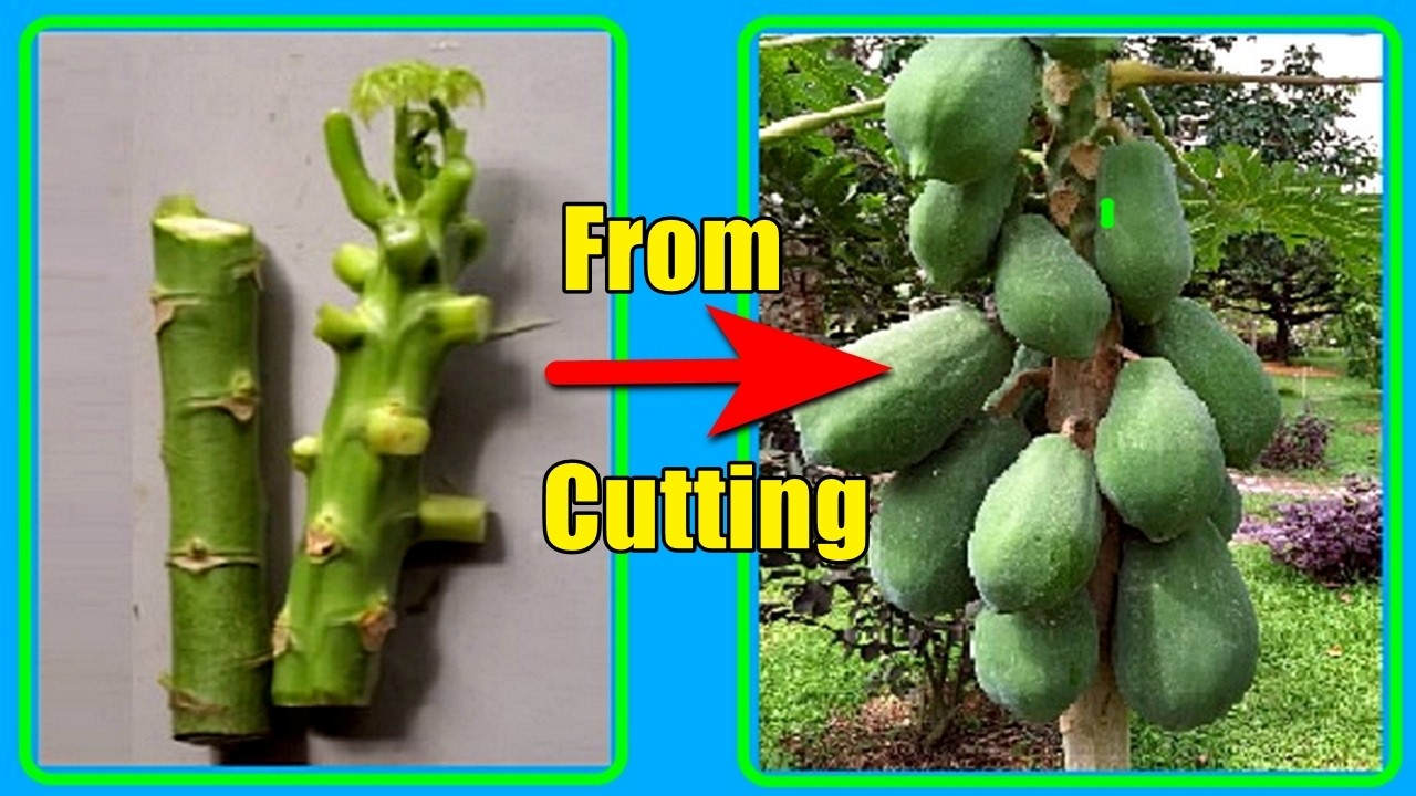 How to Grow Papaya Trees from Cuttings | Fast & Easy Papaya Propagation
