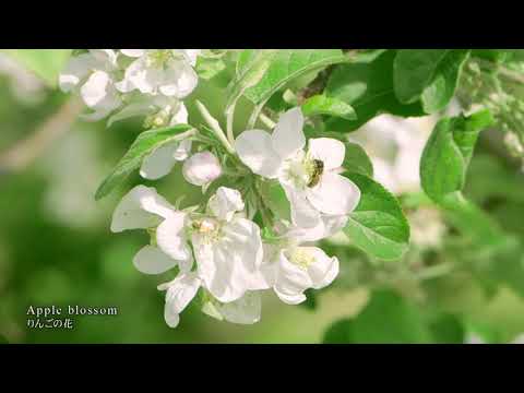 【HIROSAKI】Castle  Town of Cherry Blossoms and Apples