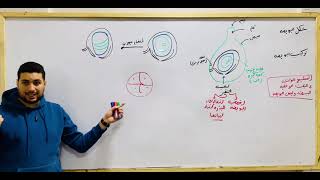 🌸 شرح نضج البويضات داخل المبيض في النباتات الزهرية | أحياء تالتة ثانوي | تكوي