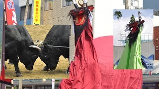 preview picture of video 'Japanese Bullfighting Festival - Ushi-oni Uwajima Matsuri 宇和島牛鬼'