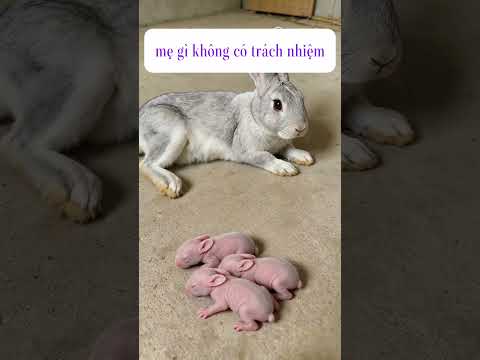 Đúng là mẹ ghẻ rồi