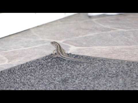 Sandödla på Tabergstoppen som nästan smiter in i kaféet från terassen...