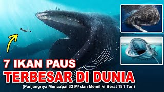 Download lagu THE LARGEST WHALE IN THE WORLD mp3