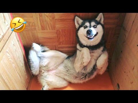 FUNNIEST Huskies | Normal dogs vs Huskies🤣 | 10 Minutes Best Videos