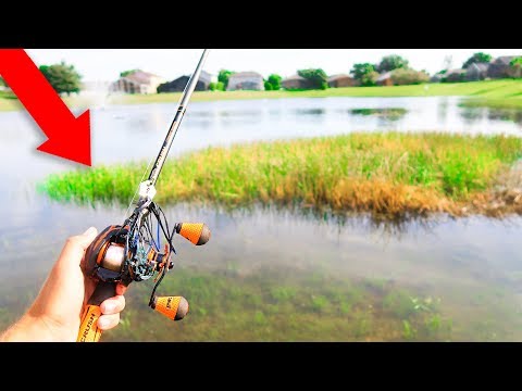 GIANT Bass LOADED in This POND (Bank Fishing) Video