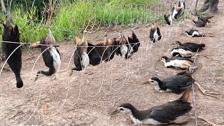 Download lagu double strike adalah hal wajar di lokasi seperti ini ✓ bird trap mp3