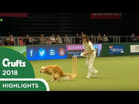 Heelwork to POOsic - Dog takes a dump at Crufts 2018