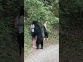Bear Attack Lovely Forest Bear