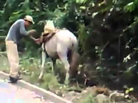 Um bêbado, seu cavalo e um dos vídeos mais engraçados da internet