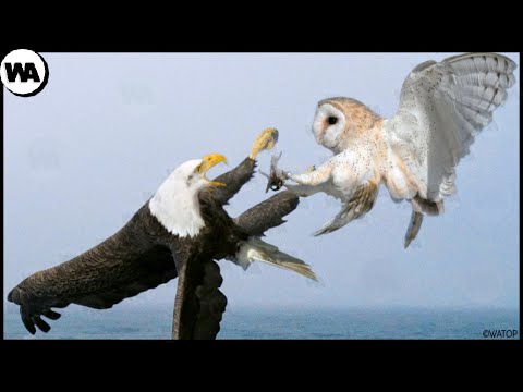 They've Hated Each Other For 36 Million Years and Here's Why