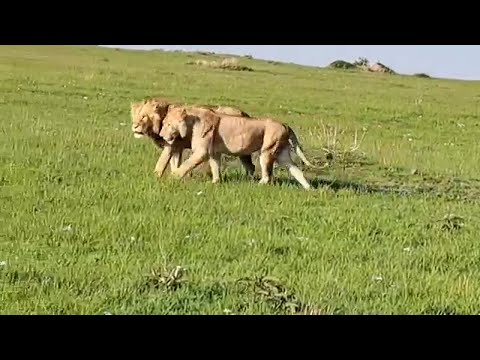 Molibany Male Lions | Unconditional Love between Brothers | Masaimara | 31 October 2024