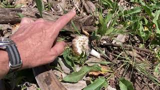 Oyster Mushrooms Colorado