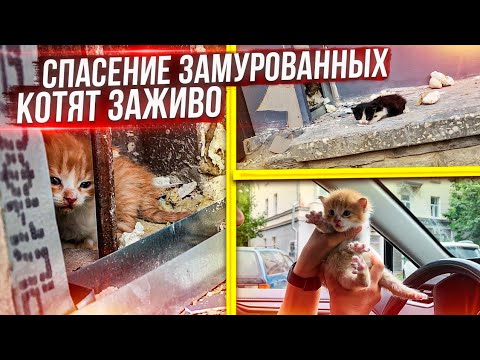 Крик котят из стены. Спасение замурованных котят заживо. СТЕРЕЛИЗУЙТЕ СВОИХ ЖИВОТНЫХ!