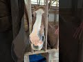 Tasha Is Back #horse #shorts  #short #horsegirl #horses #horseenthusiast