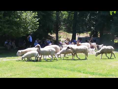 Un weekend in fattoria, in compagnia di capre e pecore 🐏🐐🐑