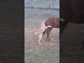 Dog Sex Horse