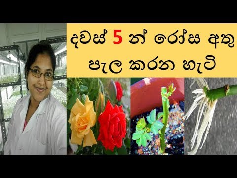 දවස් 5 න් රෝස අතු පැල කරන හැටි ~ Shra Raji ~❤ How to grow rose cutting within 5 days