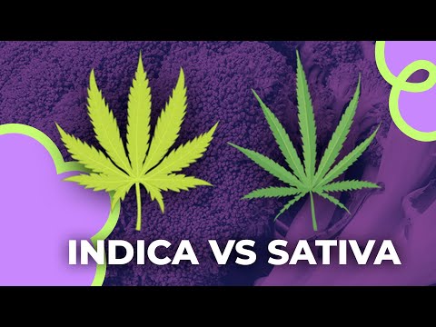 Desmintiendo Mitos: Sativa vs Indica