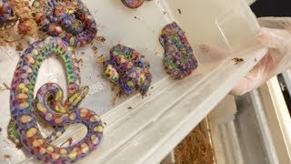 LIVE BIRTH RAINBOW SNAKE BABIES! Brian Barczyk