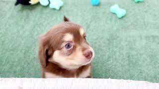 ハーフ犬の動画01