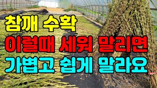 참깨수확 이렇게 참깨말리면 빨리 마르고 참깨선별이 쉬워요