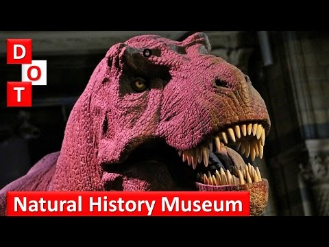What to do in London - The Natural History Museum (Dinosaurs, insects, mammals, birds)