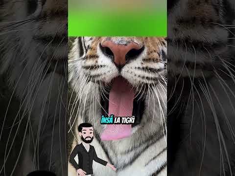 Niciodată nu lăsa un tigru să te lingă