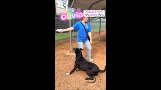 Video preview image #1 Mutt Puppy For Sale in Shelburne, VT, USA