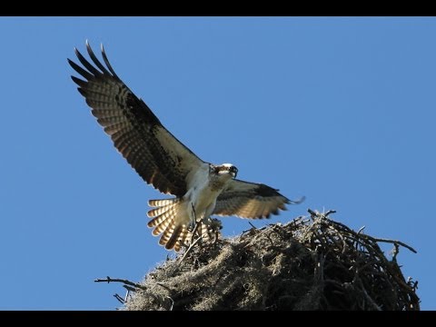 The Osprey Sounds and Habitat