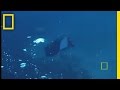 Lemon Sharks National Geographic