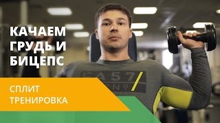 Сплит-тренировка. Качаем грудь и бицепс. Energy Life NL