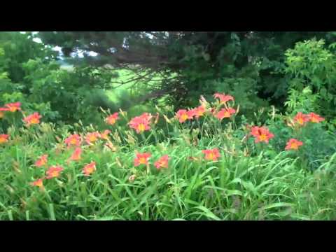 download lagu mp3 mp4 Kwanso Daylily For Sale, download lagu Kwanso Daylily For Sale gratis, unduh video klip Kwanso Daylily For Sale