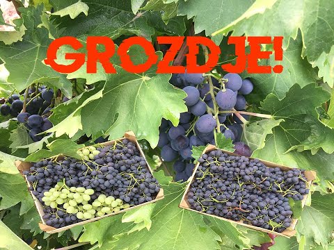Vinograd Hamburg: branje grozdja...