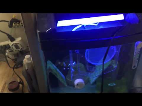 Clownfish Breeding Series - Hatch Night