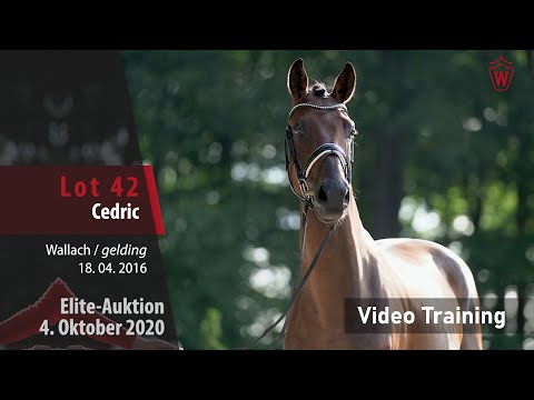 Elite-Auktion 4. Oktober 2020 Lot 42 Cedric v. Captain Collin/Cairo Cajano - Trainingsvideo