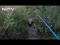 Watch Giant Alligator Chases Florida Man During Tarpon Fishing