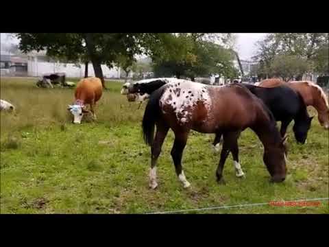 MUCCHE E CAVALLI ALLA FIERA DLA' CALA' A BOBBIO PELLICE (TO) DOM.  23 - 10 - 2022.