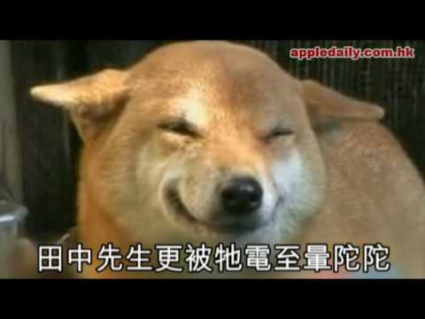 醒目狗狗 見主人即笑 