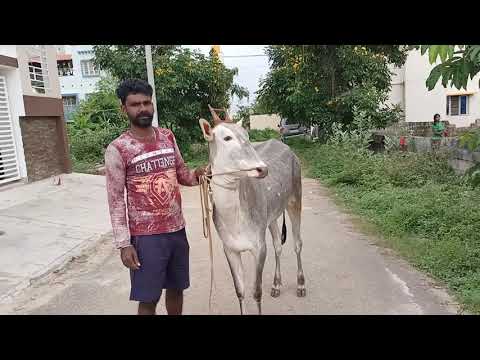 Young milk Teeth Hallikar heifer (Gaja Studbull Daughter)of Farmer Yatish, Maganahalli,Kengeri Hobli
