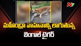 Tiger Pulls SUV Full Of Tourists, Anand Mahindra shares Viral video
